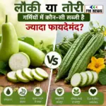 Lauki vs Tori: लौकी या तोरी, गर्मियों में कौन-सी सब्जी है ज्यादा फायदेमंद? जानें पूरी सच्चाई