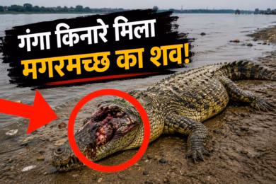 कानपुर : जाजमऊ गंगा किनारे संदिग्ध हालात में मिला मगरमच्छ का शव, सिर पर गहरे वार से उठे कई सवाल?