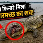 कानपुर : जाजमऊ गंगा किनारे संदिग्ध हालात में मिला मगरमच्छ का शव, सिर पर गहरे वार से उठे कई सवाल?