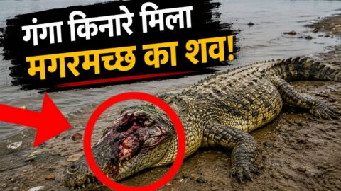 कानपुर : जाजमऊ गंगा किनारे संदिग्ध हालात में मिला मगरमच्छ का शव, सिर पर गहरे वार से उठे कई सवाल?