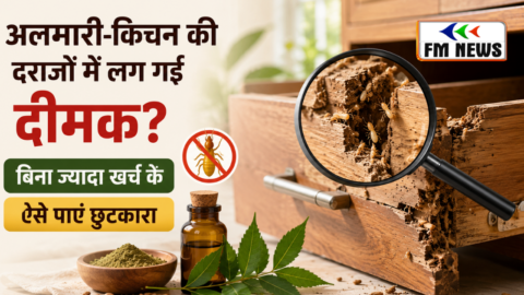 अलमारी-किचन की दराजों में लग गई दीमक? बिना ज्यादा खर्च के ऐसे पाएं छुटकारा