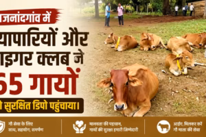 राजनांदगांव में व्यापारियों और टाइगर क्लब ने 65 गायों को सुरक्षित डिपो पहुंचाया।