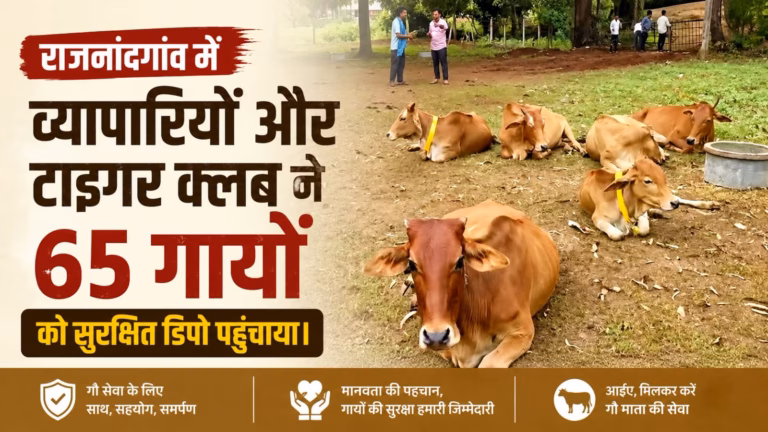 राजनांदगांव में व्यापारियों और टाइगर क्लब ने 65 गायों को सुरक्षित डिपो पहुंचाया। टाइगर क्लब ने 65 गायों को राष्ट्रीय राजमार्ग से हटाकर डिपो में व्यवस्थित किया