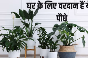 Vastu Tips: घर में लगाएं ये 8 पौधे, दूर होगी पैसों की तंगी और बढ़ेगी धन-दौलत
