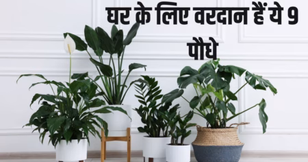 Vastu Tips: घर में लगाएं ये 8 पौधे, दूर होगी पैसों की तंगी और बढ़ेगी धन-दौलत