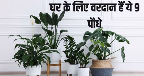 Vastu Tips: घर में लगाएं ये 8 पौधे, दूर होगी पैसों की तंगी और बढ़ेगी धन-दौलत